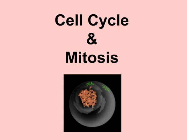 Cell Cycle Mitosis