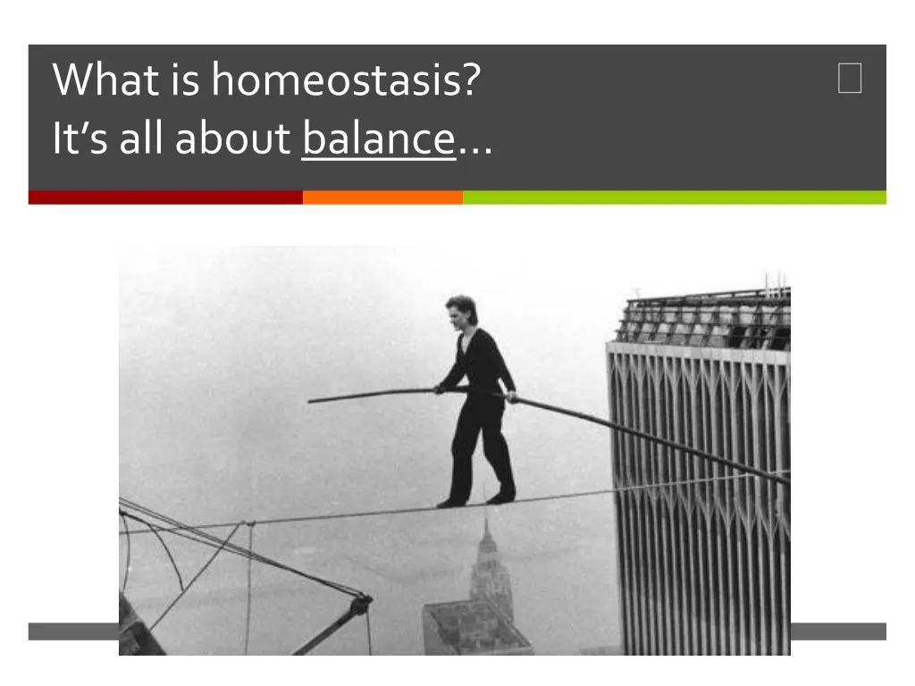 what is homeostasis it s all about balance