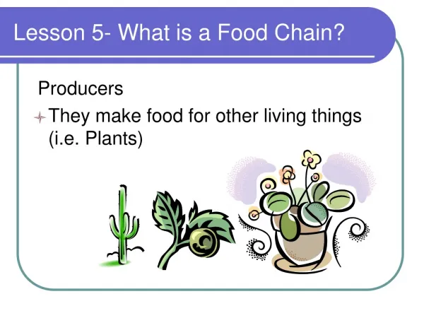 Lesson 5- What is a Food Chain?