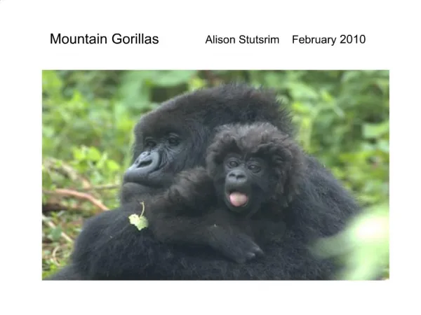 Mountain Gorillas Alison Stutsrim February 2010