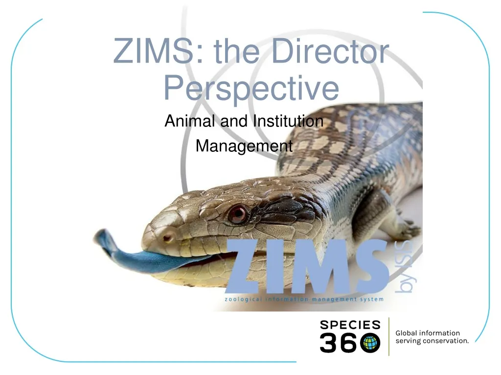 zims the director perspective