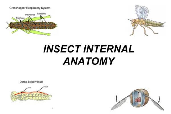 INSECT INTERNAL ANATOMY