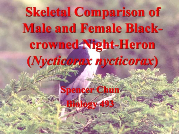 Skeletal Comparison of Male and Female Black-crowned Night-Heron Nycticorax nycticorax