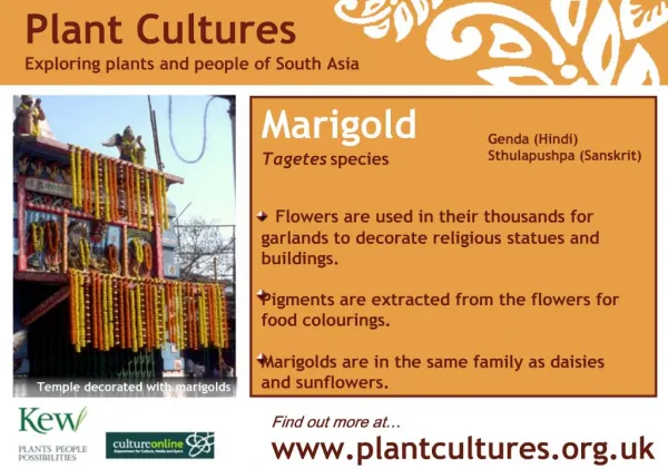 Marigold Tagetes species Flowers are used in their thousands for garlands to decorate religious statues and buildin